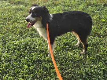 Abby -  Australian Shepherd Dog for Adoption in Maynardville, Tennessee - Abby | PetCurious