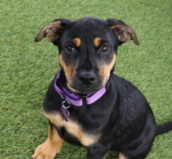Miniature Pinscher Dogs Available for Adoption in Southlake, Texas - Mini Pin  | PetCurious