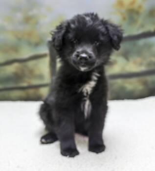 Aussie Puppies -- Niki -  Australian Shepherd Dog for Adoption in Casa Grande, Arizona - Aussie Puppies -- Niki | PetCurious