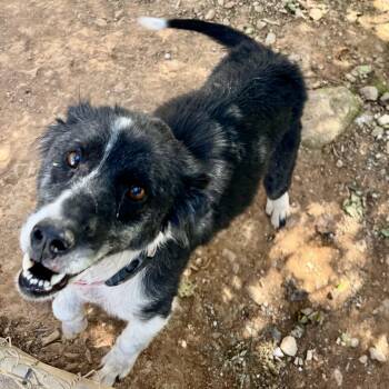 Rescue Border Collie Dogs for Adoption in Dawsonville, Georgia - Lucky | PetCurious