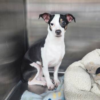 Chihuahua Dogs Available for Adoption in Denison, Texas - CJ | PetCurious