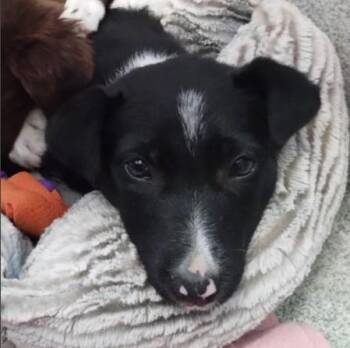 OREO -  Border Collie and Mixed Breed Dog for Adoption in Alameda, California - OREO | PetCurious