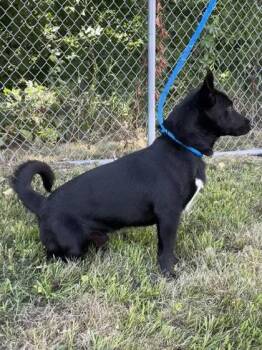 Henry -  Cardigan Welsh Corgi and Mixed Breed Dog for Adoption in Fergus Falls, Minnesota - Henry | PetCurious