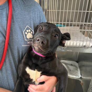 Princess Peach -  Mixed Breed Dog for Adoption in Chattanooga, Tennessee - Princess Peach | PetCurious