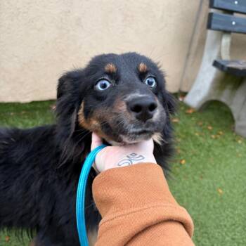 Tig -  Australian Shepherd and Mixed Breed Dog for Adoption in Binghamton, New York - Tig | PetCurious