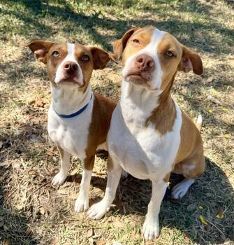 Terrier Dogs Available for Adoption - Savvy And Presley - Bonded Pair! | PetCurious