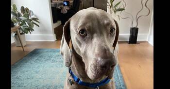 Bruno -  Weimaraner Dog for Adoption in Dallas, Texas - Bruno | PetCurious