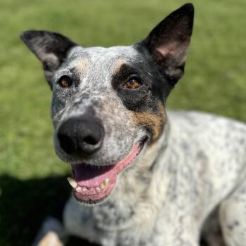 Jack Jack -  Australian Cattle Dog Blue Heeler Dog for Adoption in Krum, Texas - Jack Jack | PetCurious