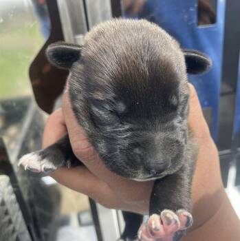 Mixed Breed Dogs Available for Adoption - TRAVIS | PetCurious