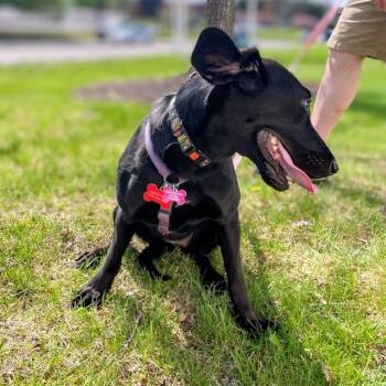 Hound and Mixed Breed Dogs Available for Adoption in Lyndhurst, Virginia - Magnolia | PetCurious