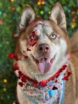 Husky and Siberian Husky Dogs Available for Adoption in Carlsbad, California - Donald-One Of Our Amazing Rescue Dogs | PetCurious