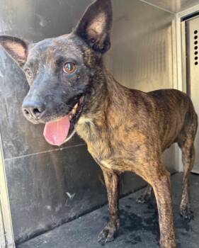 Daffy -  Belgian Shepherd Sheepdog Dog for Adoption in Little Elm, Texas - Daffy | PetCurious