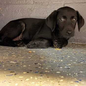 Dumpling -  Hound and Labrador Retriever Dog for Adoption in Tuscaloosa, Alabama - Dumpling | PetCurious