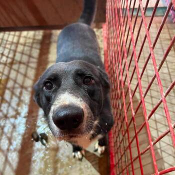 Sarge -  German Shepherd Dog and Border Collie Dog for Adoption in Madill, Oklahoma - Sarge | PetCurious