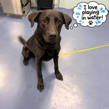 Fenway Park -  Black Labrador Retriever Dog for Adoption in Greensboro, North Carolina - Fenway Park | PetCurious