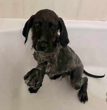 Mixed Breed Dogs Available for Adoption in Fruit Heights, Utah - Avery | PetCurious