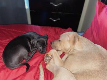 Labrador Retriever and Pit Bull Terrier Dogs Available for Adoption - Cane | PetCurious