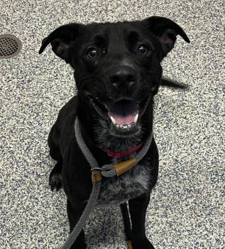 Smoke -  Border Collie Dog for Adoption in Golden, Colorado - Smoke | PetCurious