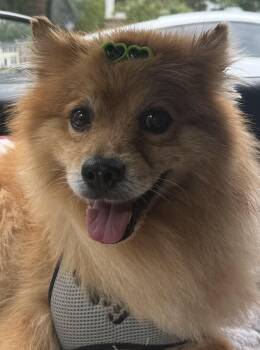 Buster -  Pomeranian Dog for Adoption in Springfield, Virginia - Buster | PetCurious