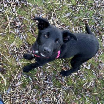 German Shepherd Dog Dogs Available for Adoption - Sissy | PetCurious