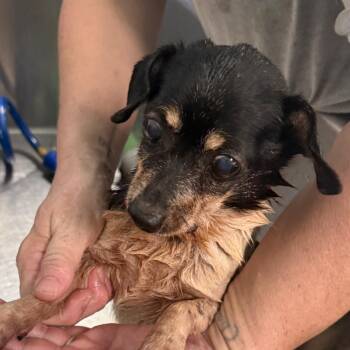 Harry -  Chihuahua Dog for Adoption in Houston, Texas - Harry | PetCurious