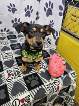 Jack Russell Terrier and Chihuahua Dogs Available for Adoption - Treasure | PetCurious