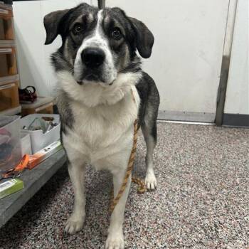 Cheyarafim -  Mixed Breed Dog for Adoption in Salt Lake City, Utah - Cheyarafim | PetCurious
