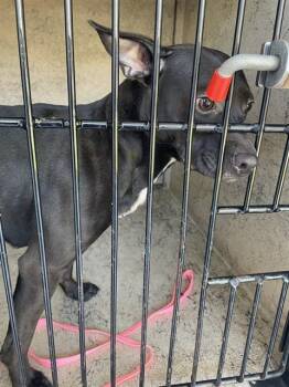 CASSY -  Pit Bull Terrier Dog for Adoption in St. Cloud, Florida - CASSY | PetCurious