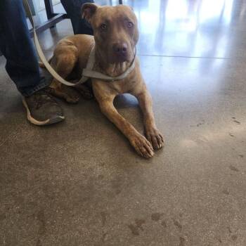 American Bulldog Dogs Available for Adoption in Kingman, Arizona - Loki | PetCurious