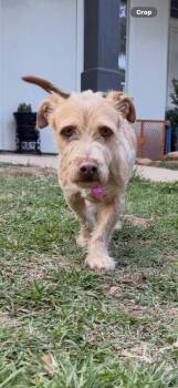 Irish Terrier and Terrier Dogs Available for Adoption in Richmond, Texas - Reynolds | PetCurious
