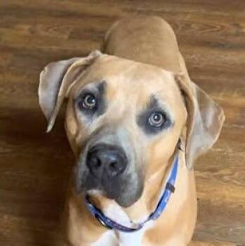 Boxer Dogs Available for Adoption in Niagara Falls, Ontario - Rusty Roo (20260413-03) | PetCurious