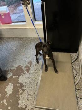 Asta -  Pit Bull Terrier Dog for Adoption in Mobile, Alabama - Asta | PetCurious