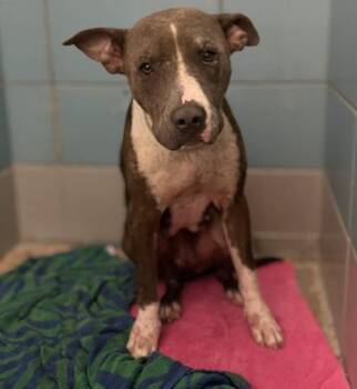 KILEY -  Staffordshire Bull Terrier and Mixed Breed Dog for Adoption in Houston, Texas - KILEY | PetCurious