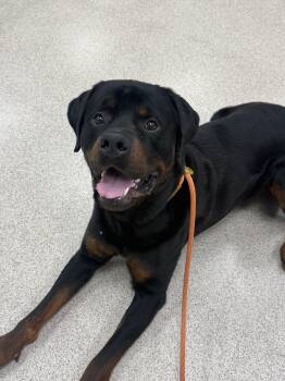 Rocky -  Rottweiler Dog for Adoption in Teterboro, New Jersey - Rocky | PetCurious