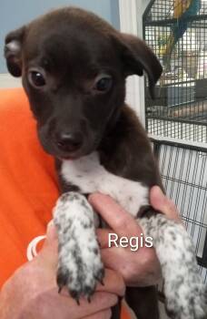 Border Collie Dogs Available for Adoption in Maynardville, Tennessee - Regis | PetCurious
