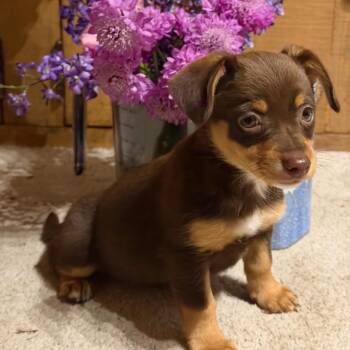 CROISSANT -  Mixed Breed Dog for Adoption in Richmond, California - CROISSANT | PetCurious