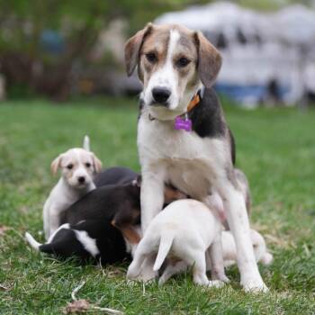 Artemis -  Hound Dog for Adoption in Minneapolis, Minnesota - Artemis | PetCurious