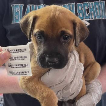 Zubly Street -  Mixed Breed Dog for Adoption in Savannah, Georgia - Zubly Street | PetCurious