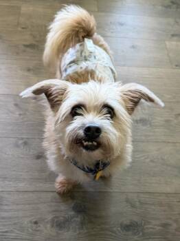 Otis -  Shih Tzu and Yorkshire Terrier Dog for Adoption in Jackson, Georgia - Otis | PetCurious
