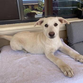 Max -  German Shepherd Dog Dog for Adoption in Tucson, Arizona - Max | PetCurious