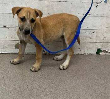 ZURI -  German Shepherd Dog and Mixed Breed Dog for Adoption in San Bernardino, California - ZURI | PetCurious