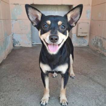 Theo -  Chihuahua Dog for Adoption in Grand Bay, Alabama - Theo | PetCurious