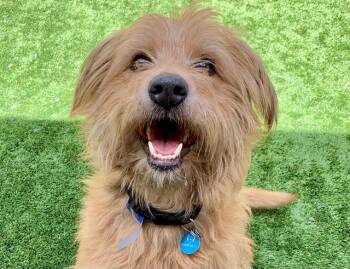 SAVE ME PLEASE Maimillion - IDA552361 -  Terrier Dog for Adoption in San Marcos, California - SAVE ME PLEASE Maimillion - IDA552361 | PetCurious