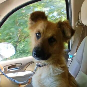 Brogan -  Shepherd and Mixed Breed Dog for Adoption in Rochester, Minnesota - Brogan | PetCurious