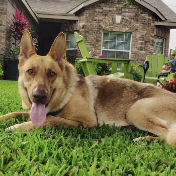 German Shepherd Dog and Labrador Retriever Dogs Available for Adoption in Cedarburg, Wisconsin - Napoleon | PetCurious