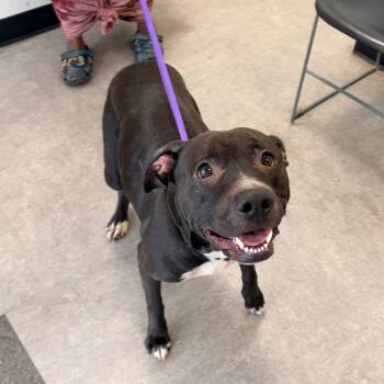 Springtime -  Mixed Breed Dog for Adoption in Philadelphia, Pennsylvania - Springtime | PetCurious