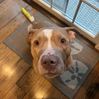 Mixed Breed Dogs Available for Adoption in Medford Lakes, New Jersey - Clementine | PetCurious