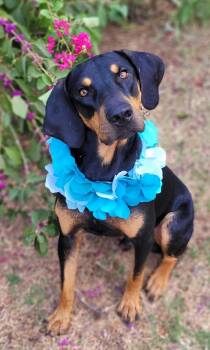 Sport -  Black And Tan Coonhound and Doberman Pinscher Dog for Adoption in Vernon, Texas - Sport | PetCurious