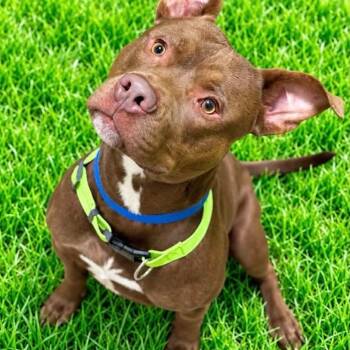 Frodo -  Pit Bull Terrier Dog for Adoption in Battle Creek, Michigan - Frodo | PetCurious