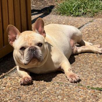 Peanut -  French Bulldog Dog for Adoption in West Palm Beach, Florida - Peanut | PetCurious